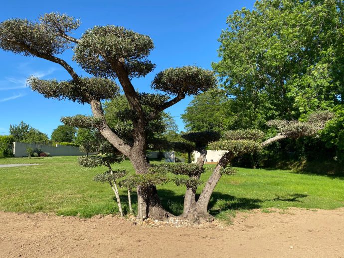 Taille d’olivier en nuage dans un jardin paysager à Quimper par Quéré Paysages