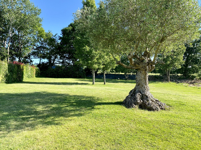 Entretien de jardin avec olivier et grande pelouse par Quéré Paysages à Quimper