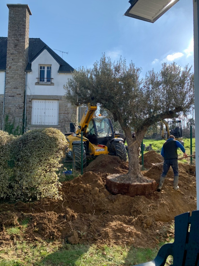 Aménagement paysager avec plantation d’olivier à La Forêt-Fouesnant par Quéré Paysages