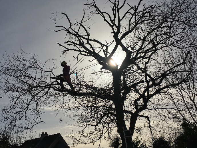 Élagage d’arbre par grimpeur — Quéré Paysages Élagage d’arbre par élagueur grimpeur équipé par Quéré Paysages