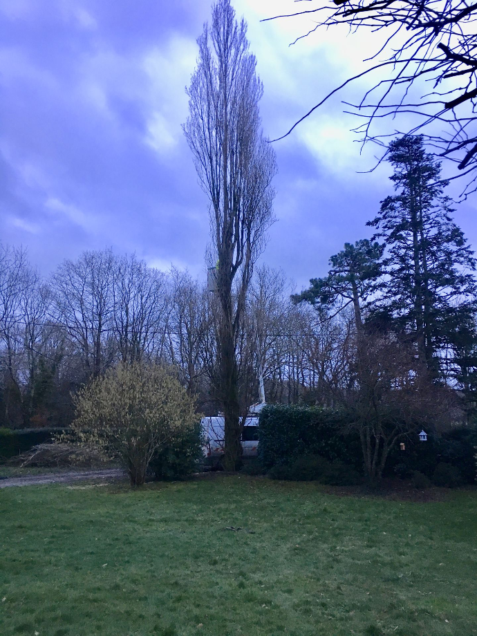 Abattage de grand arbre à Quimper — Quéré Paysages Abattage d’un grand arbre à Quimper par Quéré Paysages
